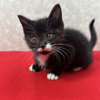 綺麗なハチワレ！ソックス履いて陽気な❤ポンチョ