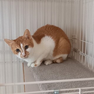 茶白猫のコムギちゃん（相模原市生活衛生課）