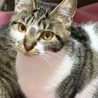 アイス４兄妹♡小さいけどおてんばパピコちゃん