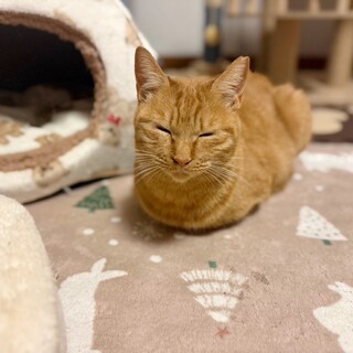 おっとりマイペース♡ケーキちゃん