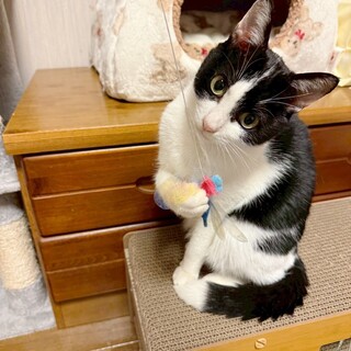 しらたまシッポ♡シナモンくん