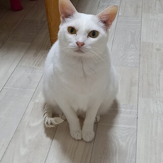 白猫のまめちゃん（相模原市生活衛生課）