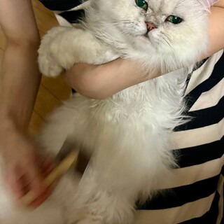 チンチラシルバーのくぅちゃん（相模原市生活衛生課）