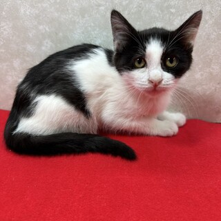 ハチワレで愛嬌があり甘えん坊な女の子❤小春