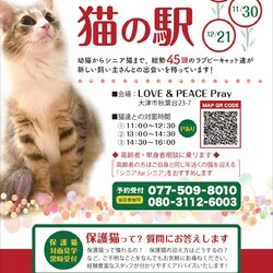 猫の駅～ラブピーキャット譲渡会～