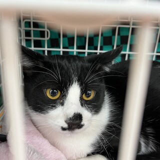 12.14武蔵村山譲渡会に参加します　大ちゃん