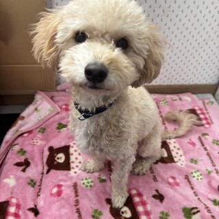 人もワンコも大好きな天然ボーイ