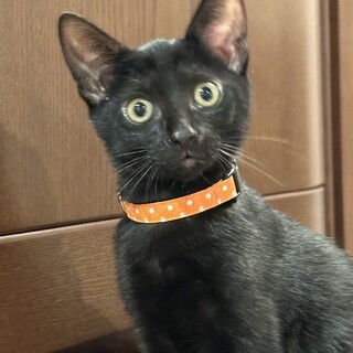 12.14武蔵村山譲渡会に参加します　なみちゃん