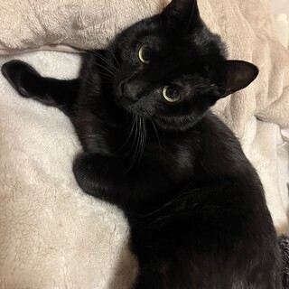 12/21ドン・キホーテ譲渡会参加黒子猫♂