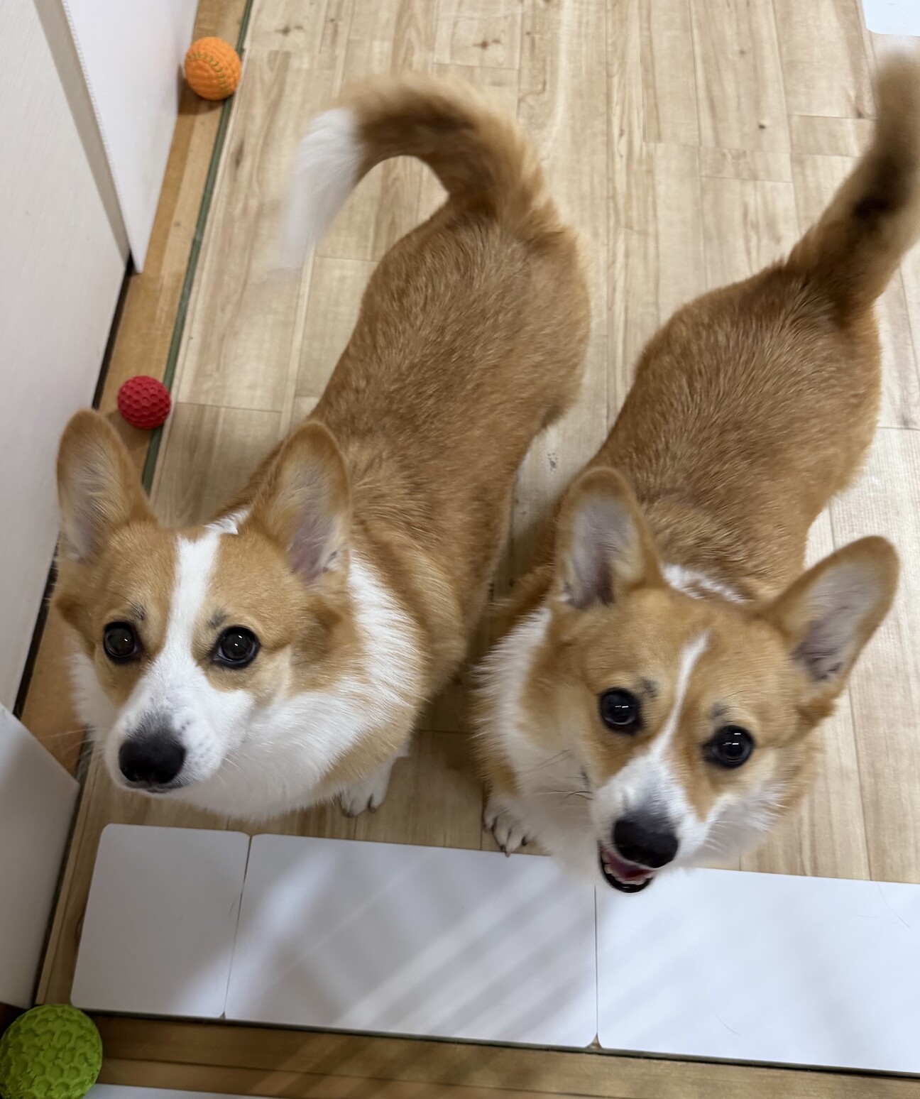 コーギー姉妹里親募集」福岡県 - 犬の里親募集(532367) 1枚目の画像