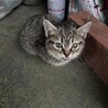 保護した子猫の新しい家族になってくださる方へ サムネイル2