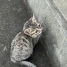 保護した子猫の新しい家族になってくださる方へ サムネイル3