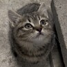 保護した子猫の新しい家族になってくださる方へ サムネイル4