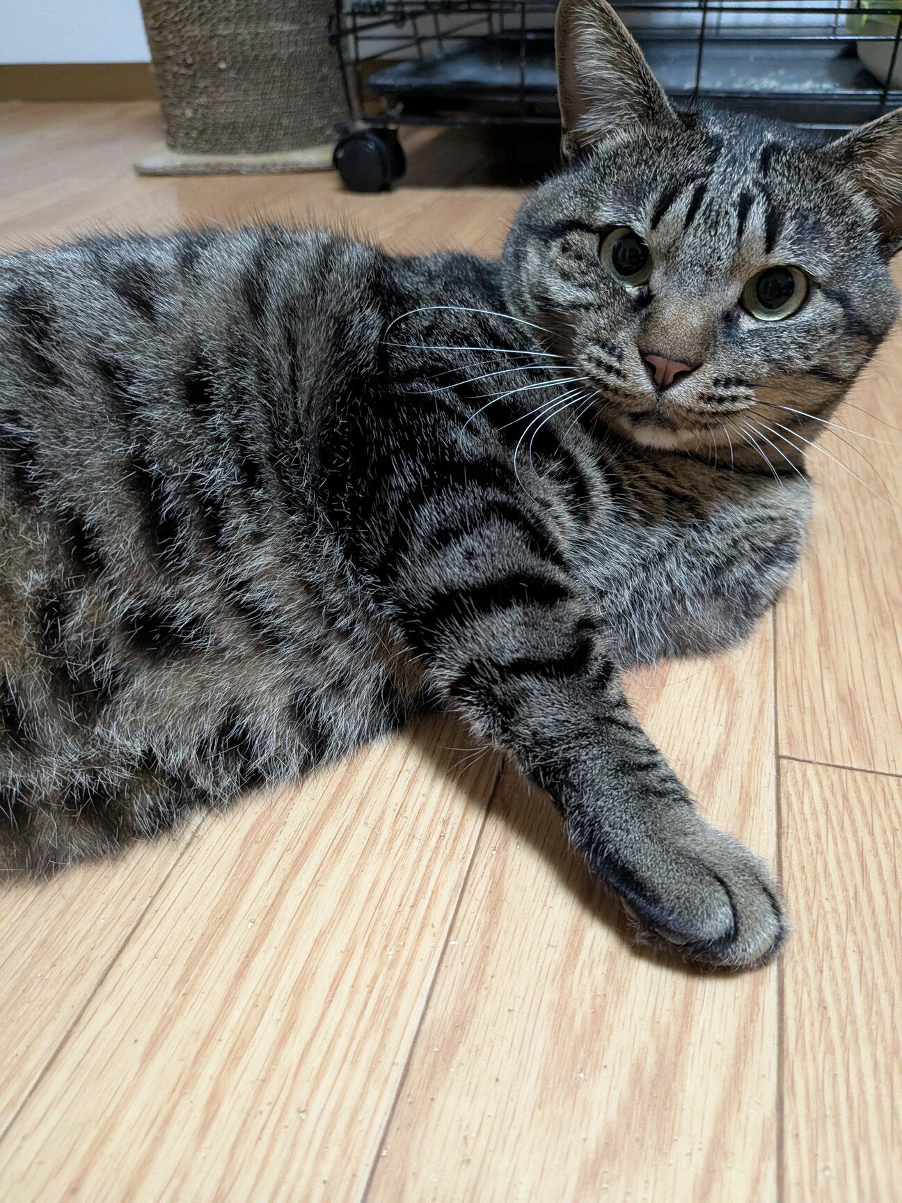 三本足かわいさ四ツ星 前」栃木県 - 猫の里親募集(528257) 1枚目の
