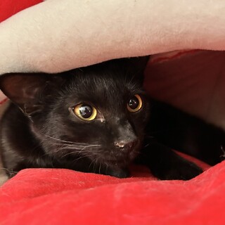 The黒猫　スリムでかっこいい、人なれした黒猫♀