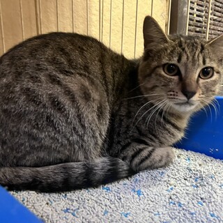 穏やかな甘えん坊のイケメン君　キジトラ８かげつ