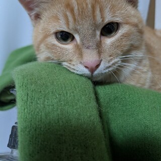 生後約6ヶ月の茶トラのシャケ君