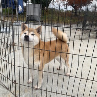 とっても可愛い5歳の女の子