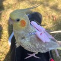 里親様が決まりました。