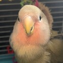 里親様が決まりました。