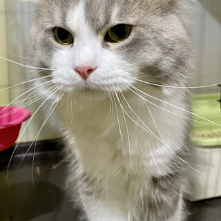 ★身体能力の高い温厚なサイベリアン　オス