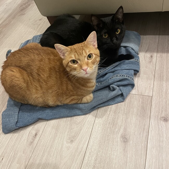 みろたんのカバー写真