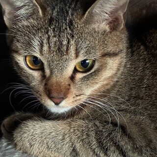 生後７か月ほどのキジトラ女の子