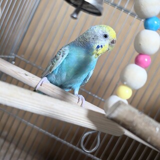 セキセイインコの里親募集　非手乗り【里親決定】
