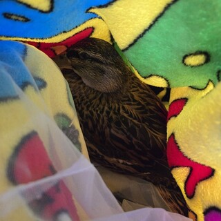 コールダック 里親募集 至急