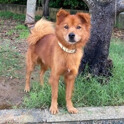 「犬の合宿所in高槻」の里親募集会 サムネイル2