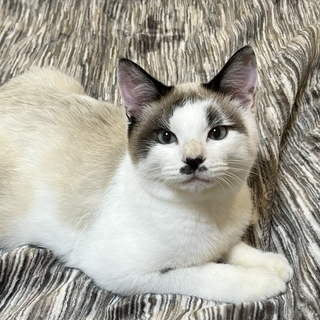 グレーに近い瞳のシャムMIX兄弟