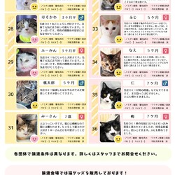 「12/21｛ラブとハッピー府中 譲渡会｝に参加」サムネイル2