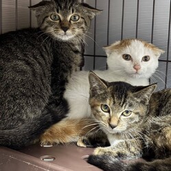 「12/21｛ラブとハッピー府中 譲渡会｝に参加」サムネイル3