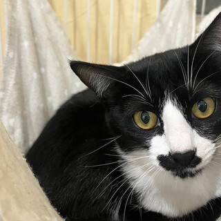 白黒兄妹猫、梅♀7ヵ月