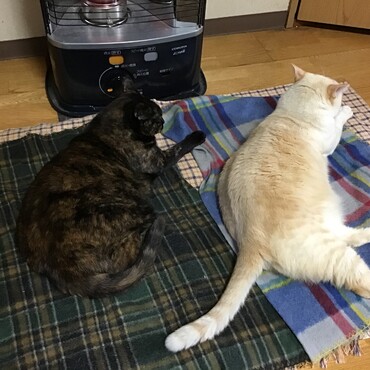 関東以北・東北・北海道のみんな、私たちの心が届きますように❤️