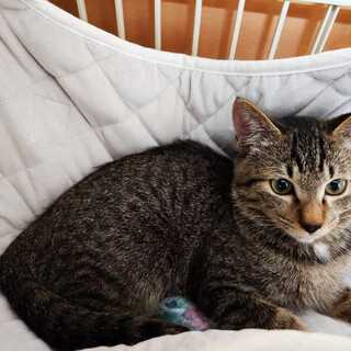 個性が光る３兄妹,すい♂5ヵ月※初参加