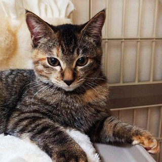 個性が光る３兄妹,なえ♀5ヵ月※初参加