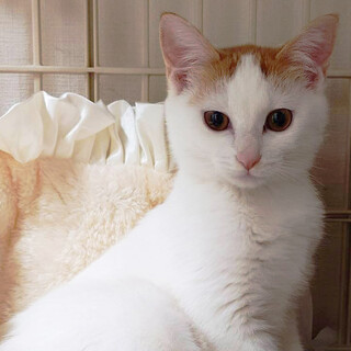 個性が光る３兄妹,ふじ♀5ヵ月※初参加