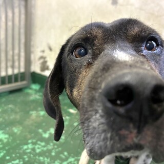 温かいおうちの子になれますように