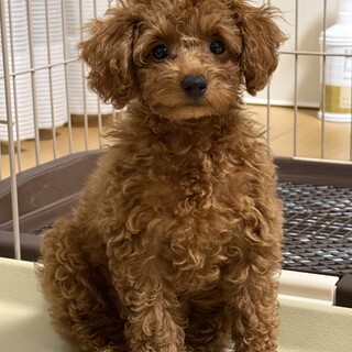 タイニープードルの里親募集