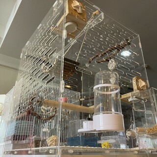 キンカチョウ。募集終了