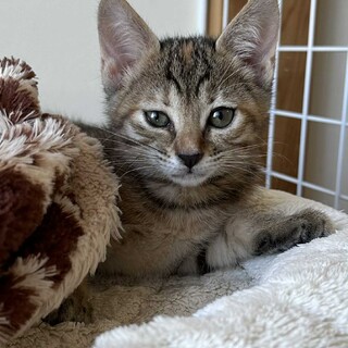 人馴れバツグン元気いっぱい　ヴィヴィちゃん