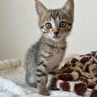 人馴れバツグン甘えんぼのチコちゃん