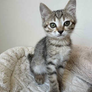 人馴れバツグン元気いっぱい　ラテちゃん