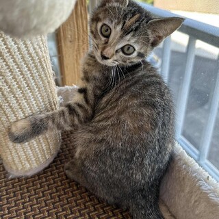 人馴れバツグン元気いっぱい　エマちゃん