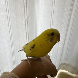 セキセイインコの里親募集