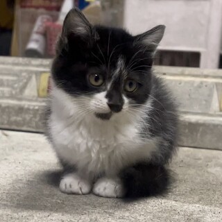 保護した子猫の新しい家族になってくださる方へ