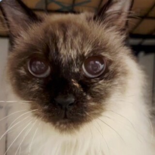 ふわふわラグドールMix♥碧い目のららぽちゃん