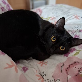 抱っこできます！黒猫8ヶ月位女の子ルビー美猫ちゃん