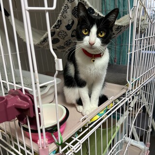 地元寺町⛩️お大師様からの授かり黒豆童子さま